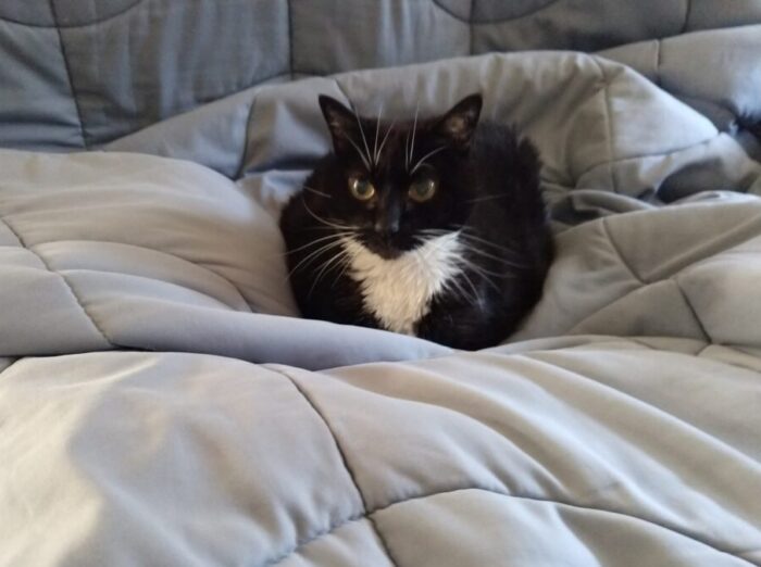 Huey the cat sitting like a loaf on the comforter