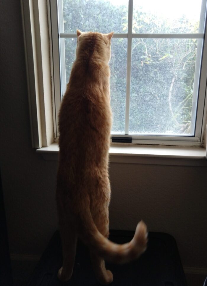 Fritz the cat standing on a box with his front paws on the window sill. He is looking intently out the window.