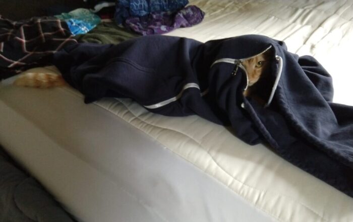 Fritz the cat lying inside a zipped-up hoodie. His face is sticking out at the neck and his tail is visible at the bottom