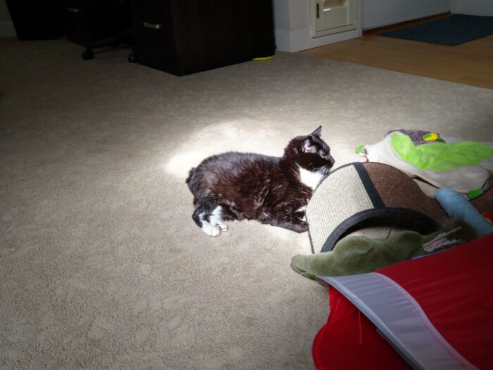 Huey the cat lounging on the floor in a patch of sunshine