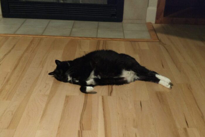 Huey the cat lying on her side on the hardwood floor. Her back legs are extended and her front paws are folded in front of her