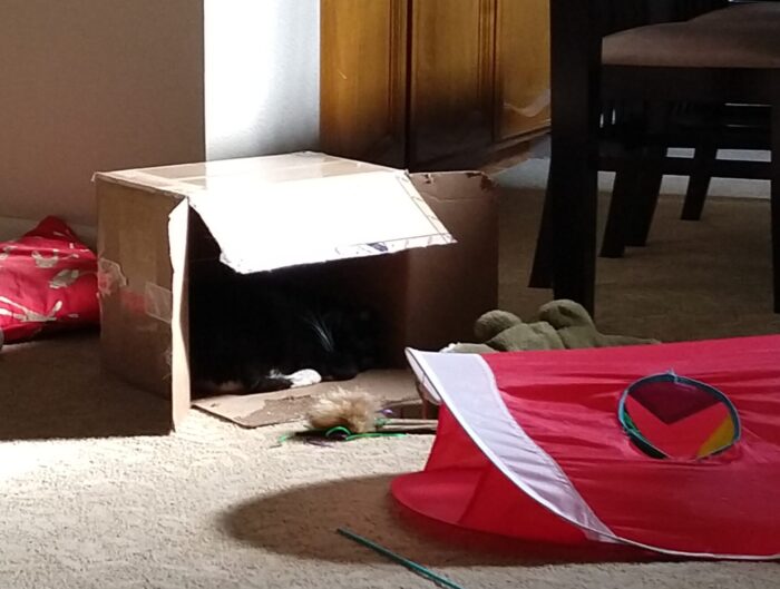 Huey the cat napping in a carboard box that's on its side. The box in in the path of the sun coming through the window