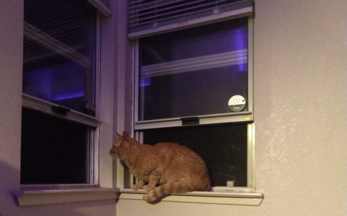 Fritz the cat, staring into the dark through the open window