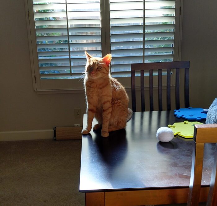 Fritz the cat sitting on the table, the afternoon sun behind him lighting up his fur in a shinny aura