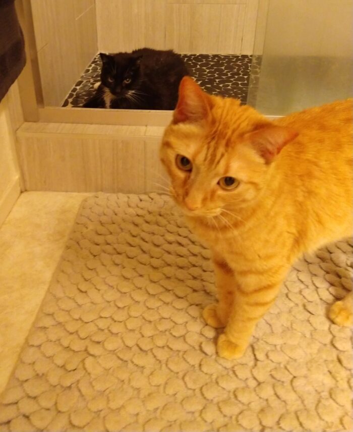 Huey the cat lounging in the shower. Fritz the cat photobombing in the foreground