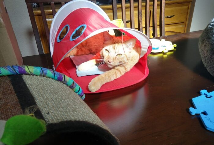 Fritz the cat lounging in a too-small tent that is on the dining table in a patch of sun