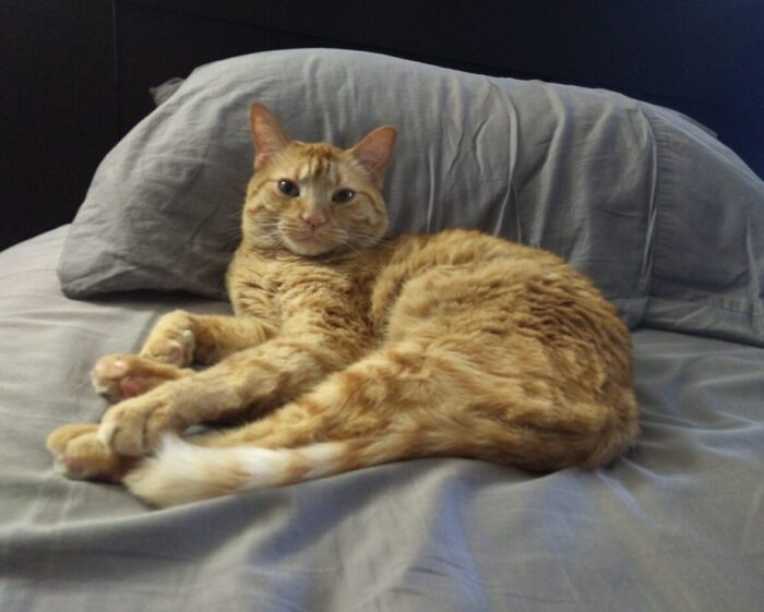 Fritz the cat lounging against a pillow in bed