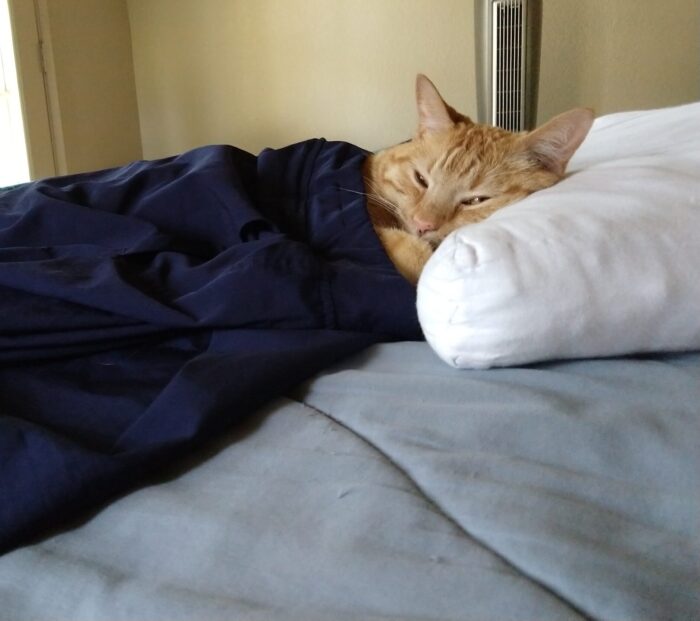 Fritz the cat snuggled up with his head on a pillow and his body under what looks like a blanket but is actually pants. His face is all smooshy against the pillow