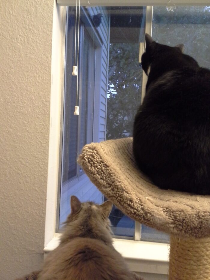 Huey and Viola on different tiers of a cat tree, staring intently out the window at a dove that is nesting very nearby