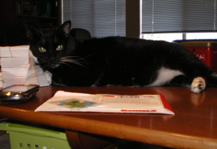 Huey the cat lying on my desk with her head against a stack of flashcards. A clunky smart phone and a netflix envelope in the foreground date the photo.