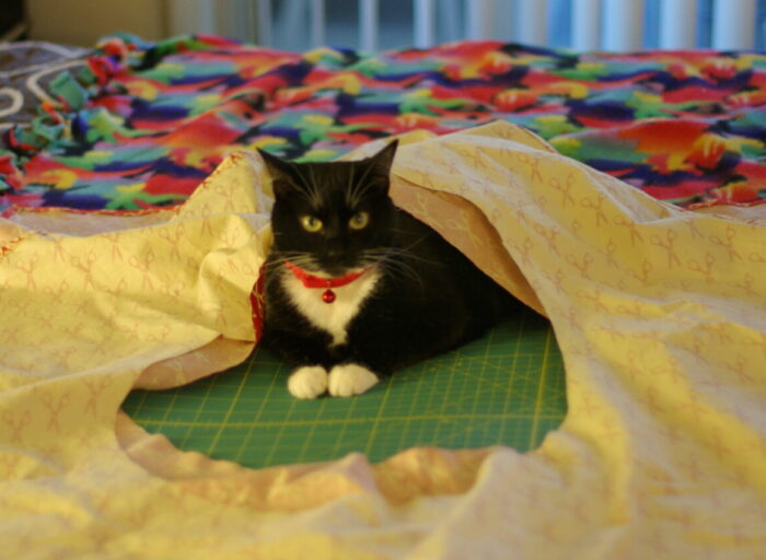 Huey the cat at maybe a year old underneath fabric I have laid out for sewing