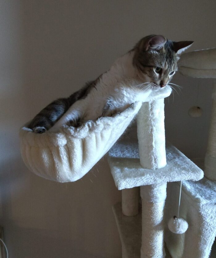Neo the cat in a hammock-like spot on his cat tree. His torso is stretched out long sticking out of the hammock