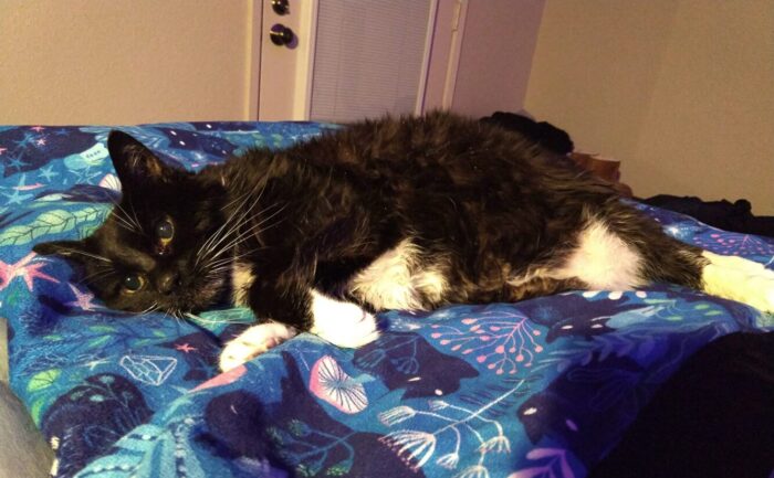 Huey the cat, looking a little scraggly and tired, lying on her side on a blanket on the bed