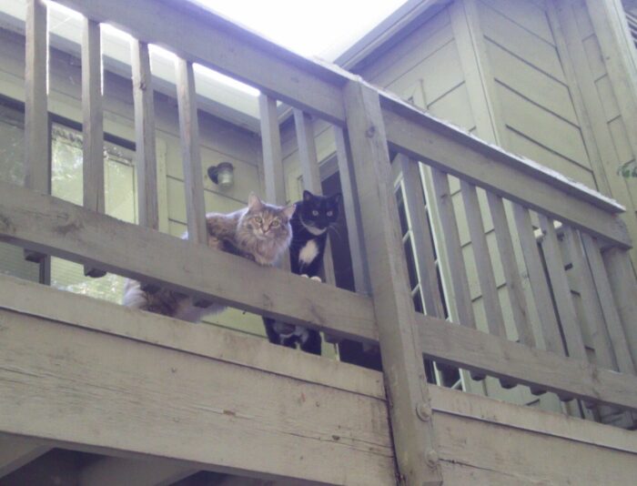 Huey and Viola leaning out through the slats around my balcony, looking down in alarm at where I'm taking the photo