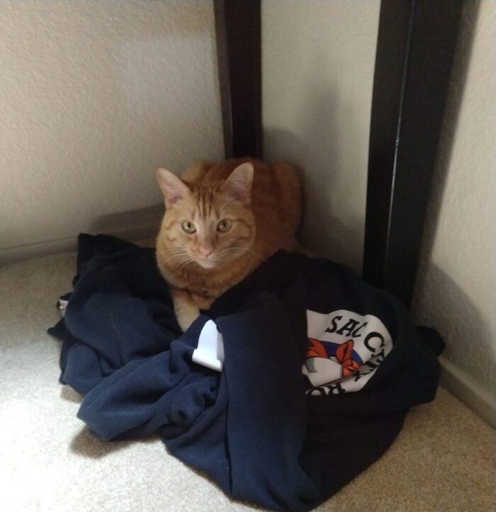 Fritz the cat under an end-table, nesting in a hoodie on the floor