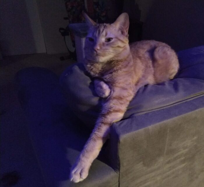 Fritz sitting on top of the couch with one front leg sticking out and looking extra long