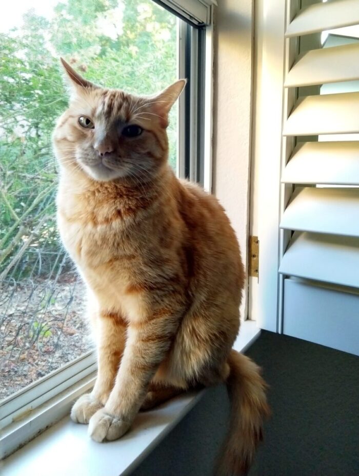 Fritz the cat sitting in a window, looking at the camera