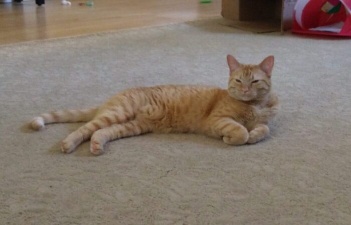 Fritz the cat lounging on the floor with his front paws tucked in, mid-blink