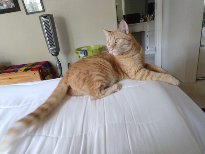 Fritz the cat on the corner of the bed looking with high intensity off in another direction.