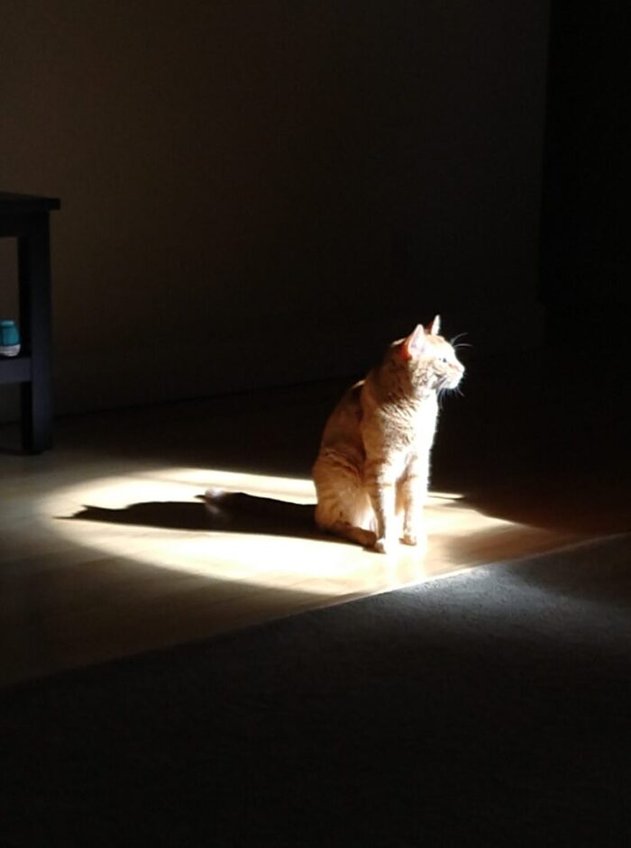 Fritz the cat in a round bit of sun, the area around him is shadowed. It looks like he's in a spotlight on stage