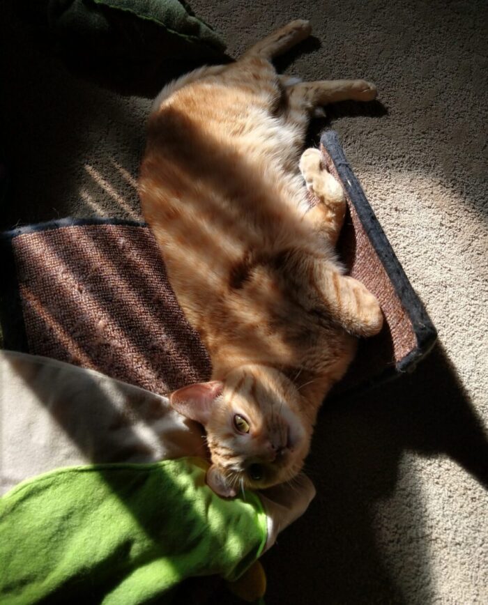 Fritz the cat lying around in the curve of an s-shaped scratcher. He is looking up, but not quite toward the camera