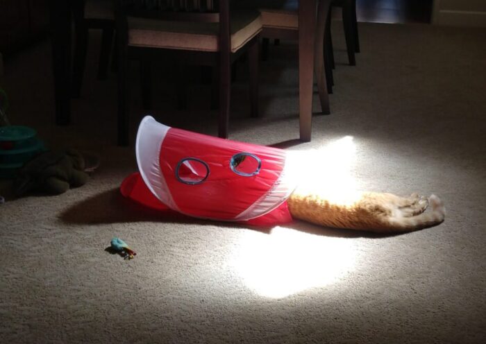 Fritz the cat with his head in a small play tent and the rest of his body stretched out behind. He is in a bright patch of sunlight.