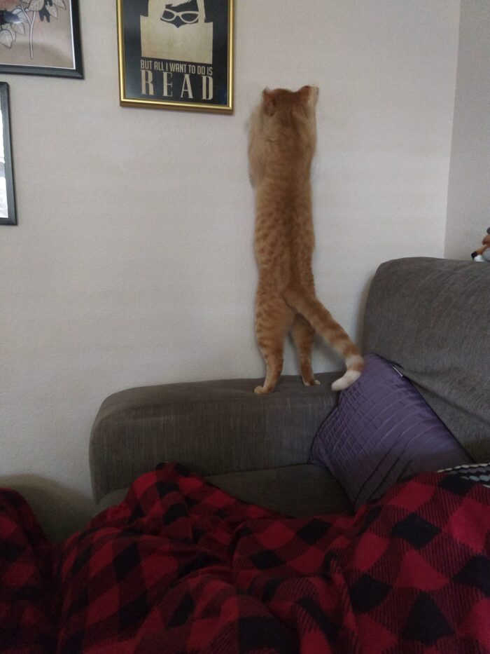 Fritz the cat, standing on his back legs on the edge of a chair and reaching up to attack the wall