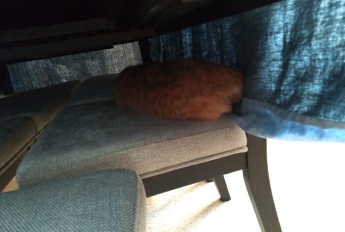 Fritz the cat snoozing on a chair tucked in under the table. The tablecloth hangs to the seat of the chair and gives him privacy.