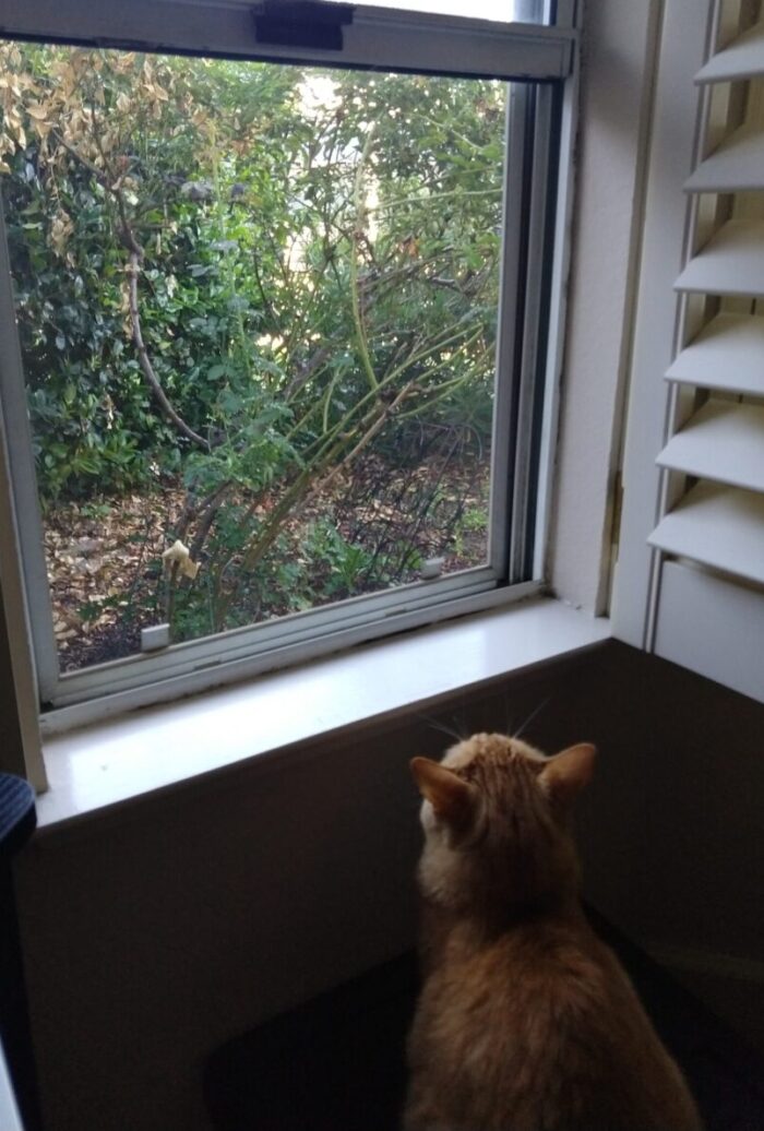 Fritz the cat on a box in front of an open window. Tiny birds are perched on the rosebush just outside.