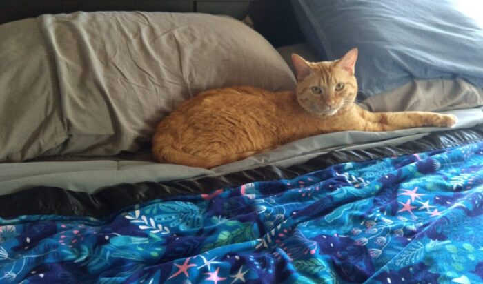 Fritz the cat lounging longways against the pillows in bed