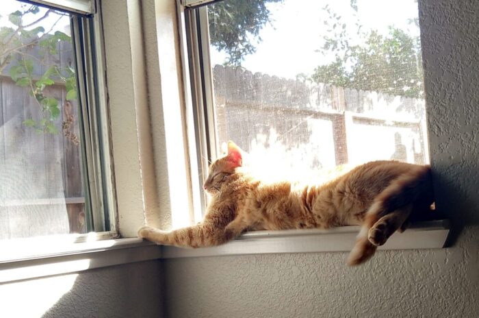 Fritz the cat lying in a windowsill in the sun