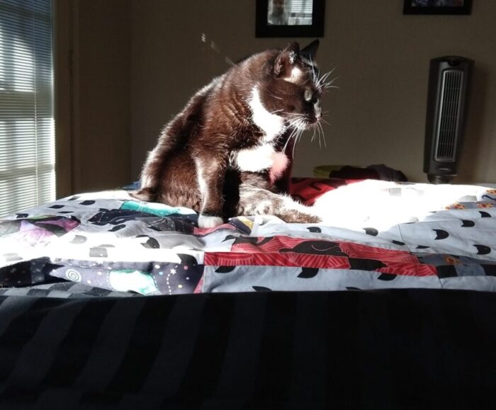 Huey the cat sitting on the bed. Her back leg is stretched out in front of her and her black fur looks chocolate-brown in the sun