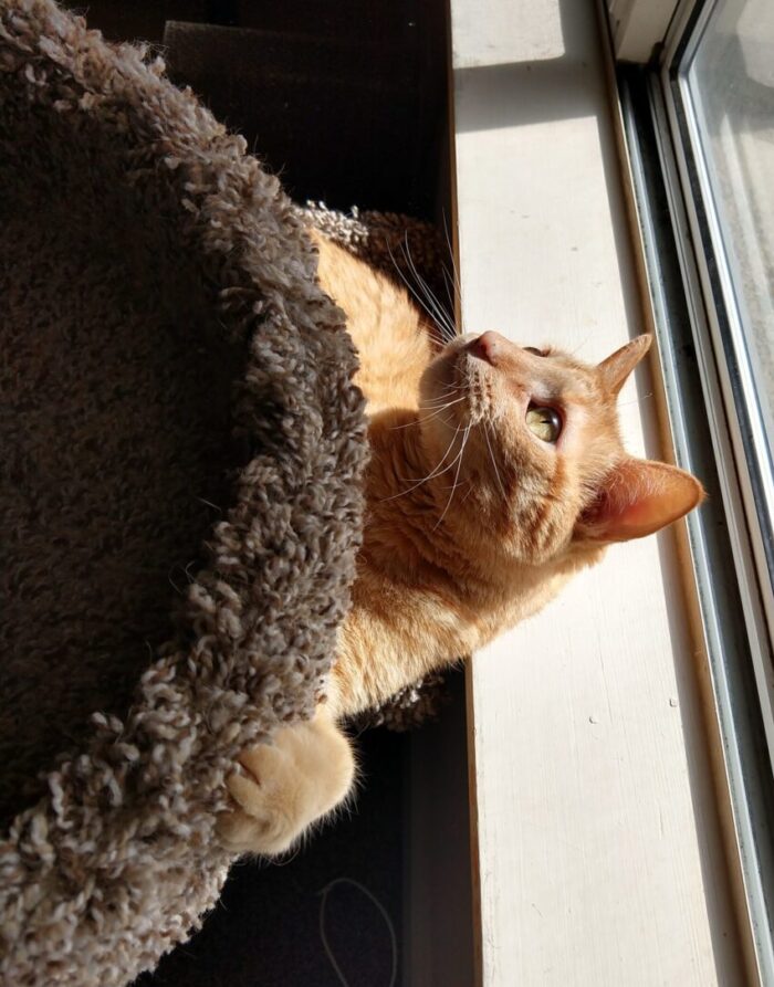 Fritz the cat, head and shoulders sticking out underneath the top perch of the cat tree. His claws are stuck into the perch and he is looking to the side. The sun illuminates his fur