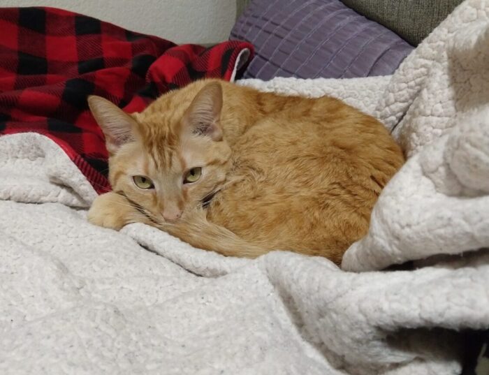 Fritz the cat curled up in a ball in a nest of blankets and pillows