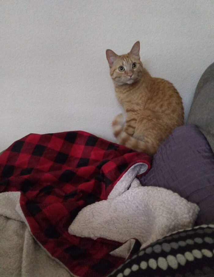 Fritz the cat sitting on the edge of an armchair, lashing his tail, making a big curious face