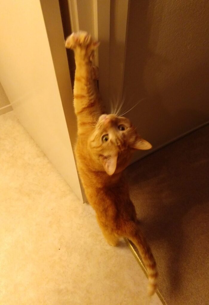 Fritz the cat standing up on his back legs and stretching up along the inside of a doorframe. He is very long