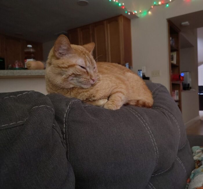 Fritz the cat half-asleep on the top of the couch