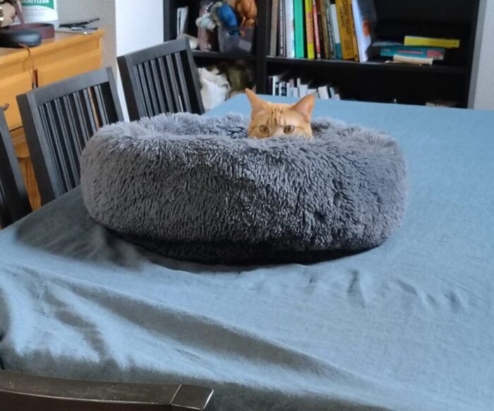 Fritz the cat sunk down into a round cat bed with just his eyes and top of his head peeking out