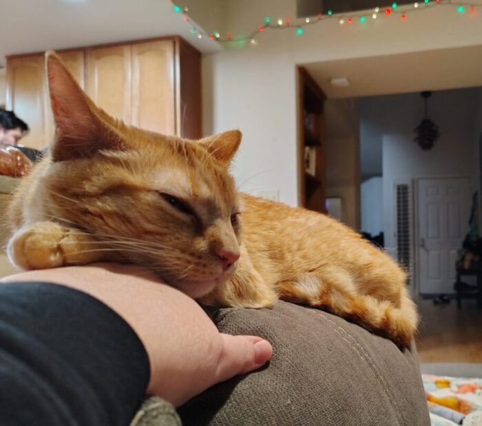 Fritz the cat sitting on the back of the couch and resting his paw and head on top of my hand