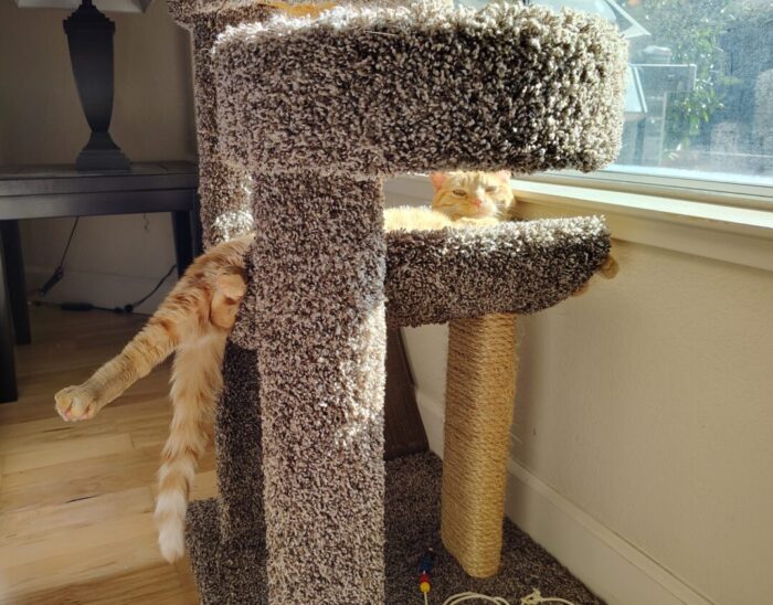 Fritz the cat lounging in the lower level of his cat tree. His leg is hanging all the way out and his tail is dropping down