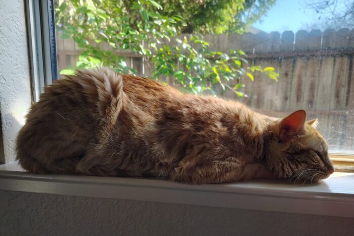 Fritz the cat on the windowsill with all his paws and his tail tucked underneath him. He's shaped a little like a butternut squash.