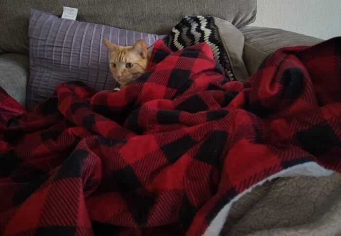 Fritz the cat with his head sticking out from a sea of blankets. He looks faintly alarmed