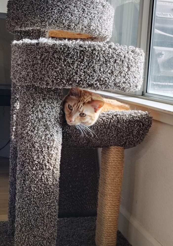 Fritz the cat peeking his head between levels of the cat tree