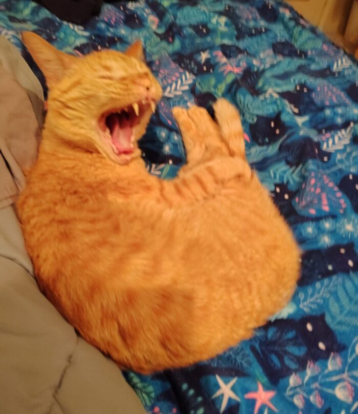 Fritz the cat curled up in shrimp mode on the bed, lifting his head to yawn real big