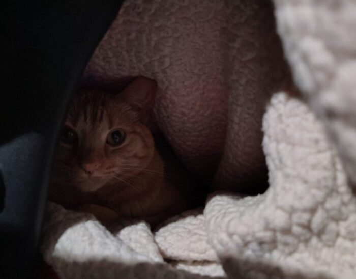 Fritz the cat inside his blanket den, looking out towards the camera