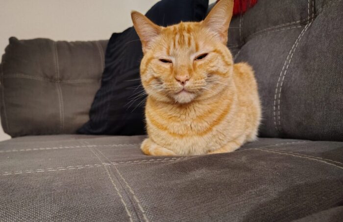 Fritz the cat sitting like a loaf on the couch. His eyes are almost closed