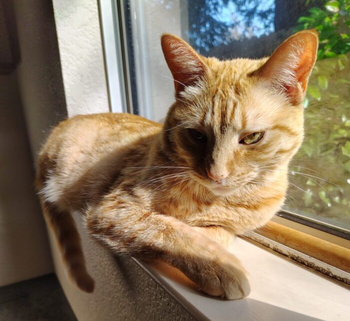 Fritz the cat lounging in the sun on the windowsill and giving a very "blue steel" kind of look to the camera