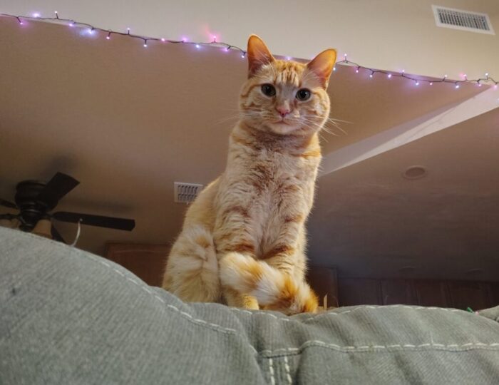 Fritz the cat standing on a platform behind the couch, looking down at the camera