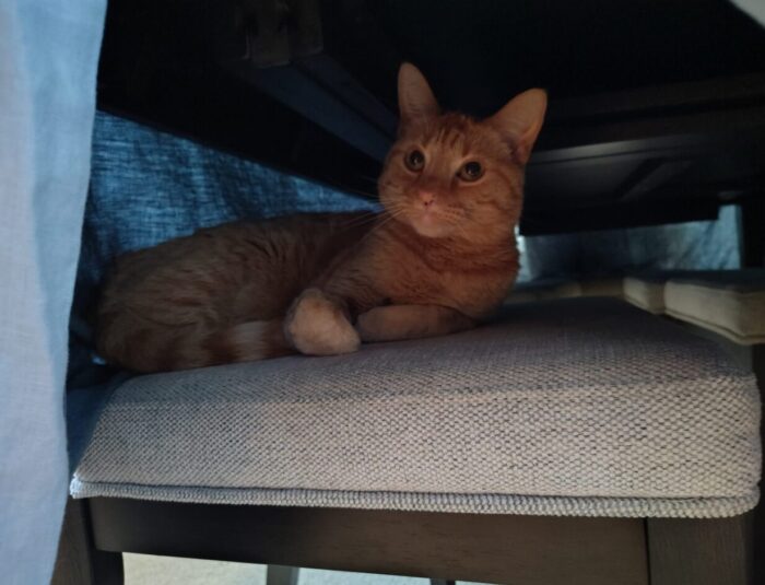 Fritz the cat hanging out on a dining table chair. There's a tablecloth that makes the under-table area into a hiding place for him