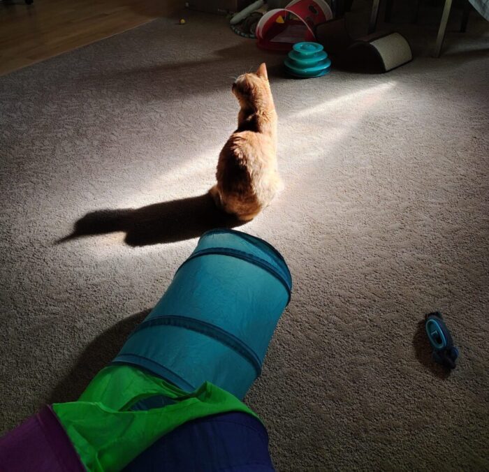 Fritz the cat sitting in a sliver of sunshine with his shadow dramatically being cast behind him